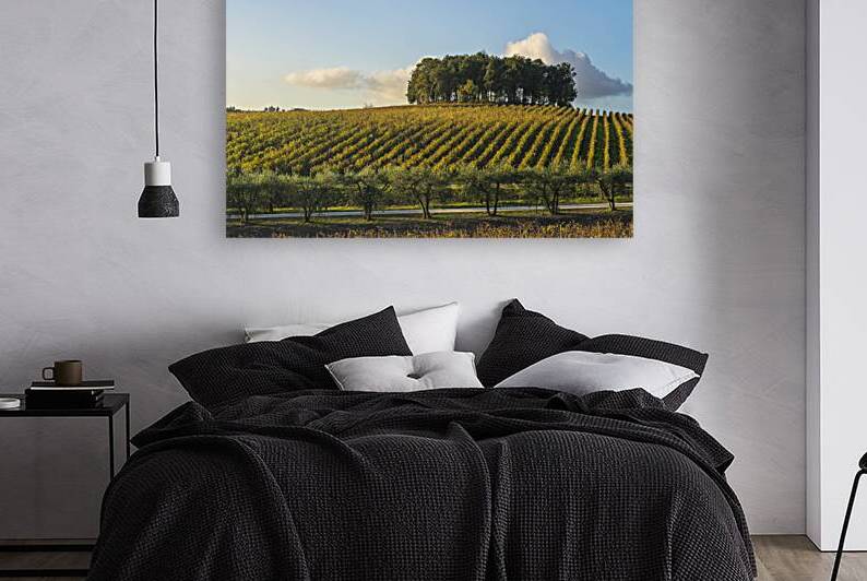 Trees on a hill above a vineyard. Chianti region. Tuscany by Stefano Orazzini