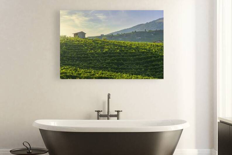Vineyards of Prosecco at sunset. Valdobbiadene Italy by Stefano Orazzini