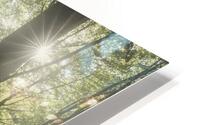 Three trees in the forest HD Metal print
