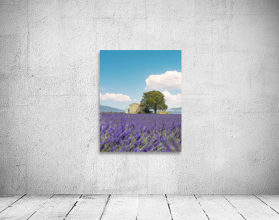 Lavender field a house and a tree. Provence France Wall Preview