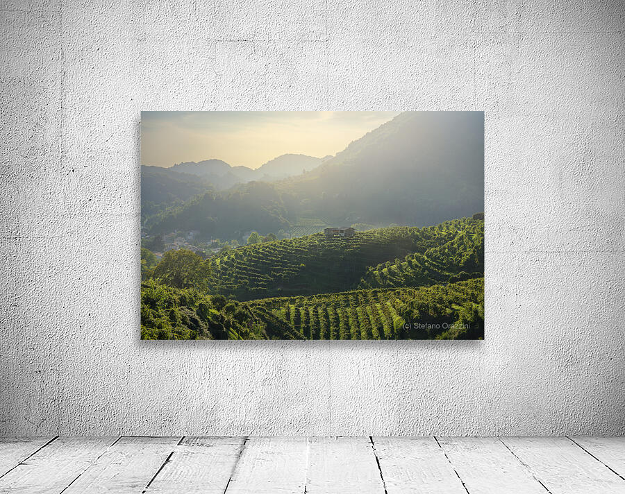 Prosecco Hills vineyards at sunset Wall Preview