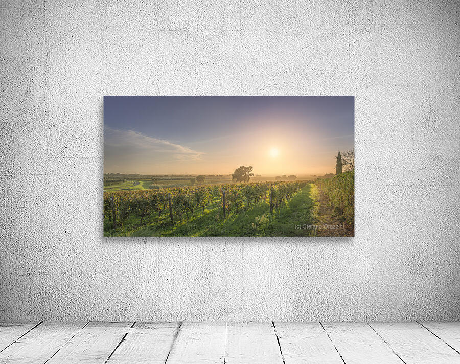 Bolgheri vineyards and trees in a foggy sunset Wall Preview