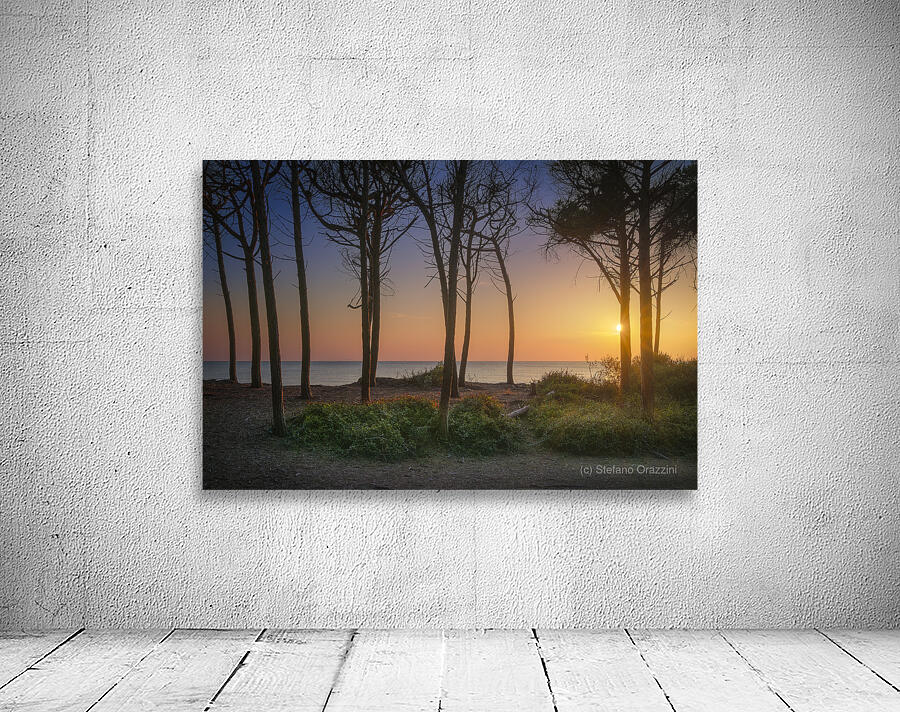 Pine trees and sea at sunset in Tuscany Wall Preview