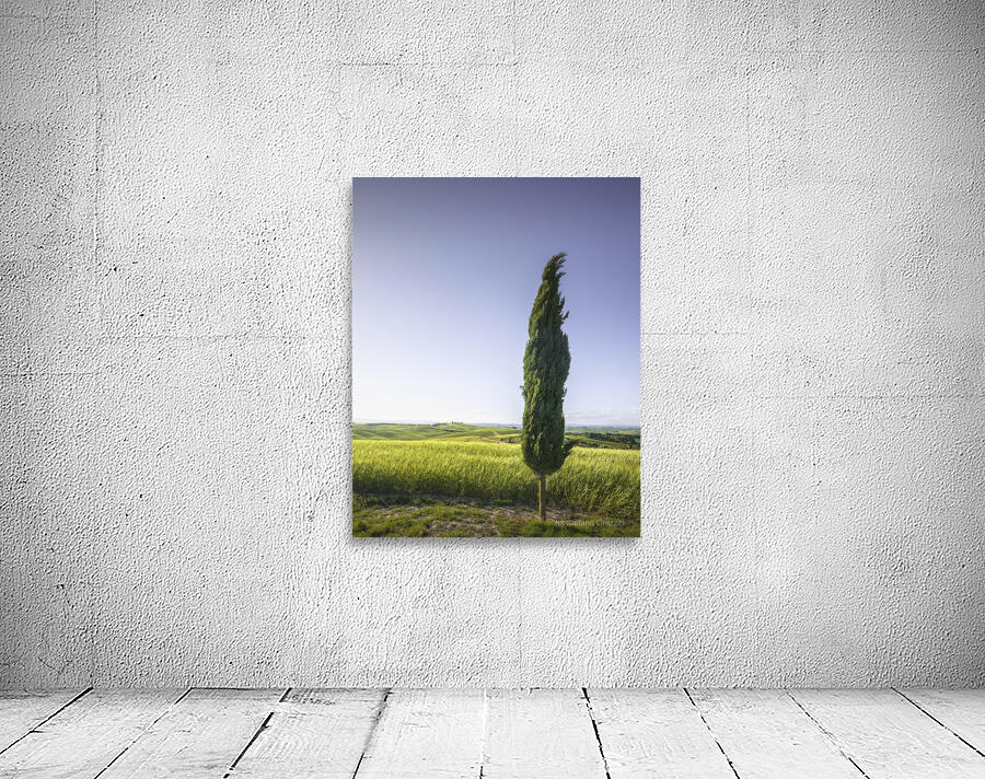 Cypress tree along the route of the via Francigena. Tuscany Wall Preview