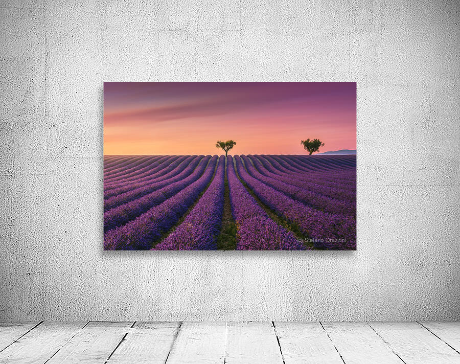 Lavender fields at sunset Valensole Wall Preview