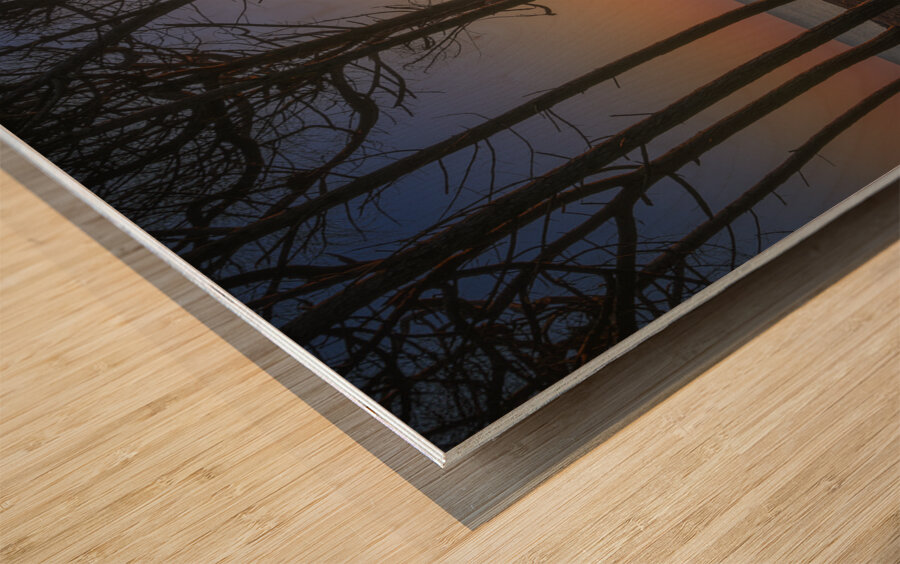 Pine trees and sea at sunset in Tuscany Wood print