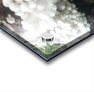 white mushrooms Acrylic print