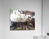 white mushrooms Acrylic Print