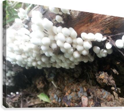 white mushrooms Canvas Print