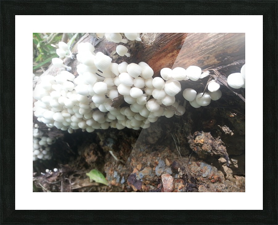 white mushrooms Picture Frame print
