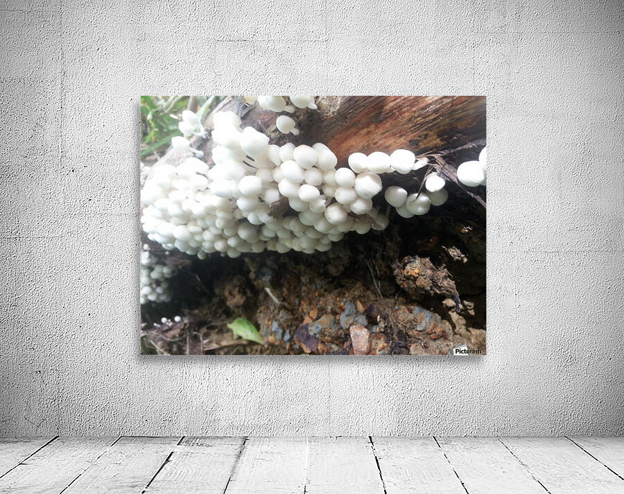 white mushrooms Wall Preview