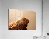 dragon-barbue Acrylic Print