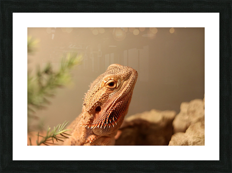 IMG 2169 Picture Frame print