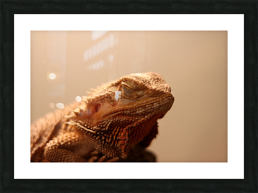dragon-barbue Picture Frame print