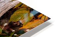 27A2750 HD Metal print