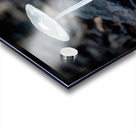 Parasol Mushroom Acrylic print