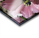 Double Pink Tulips Acrylic print