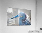Tri colored Heron Portrait Acrylic Print