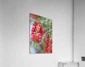 Weeping Bottlebrush Bloom Acrylic Print