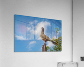 Plain Chachalaca Calling From High Acrylic Print