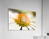 White Coneflower Macro Acrylic Print