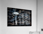 Parasol Mushroom Acrylic Print