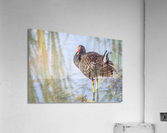 Common Gallinule Looking Fluffy Acrylic Print