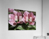 Double Pink Tulips Acrylic Print