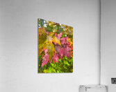 After Showering Acrylic Print