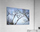 I Heart This Tree Painterly Acrylic Print