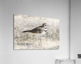 Single Killdeer Acrylic Print