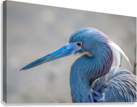 Tri colored Heron Portrait Canvas Print