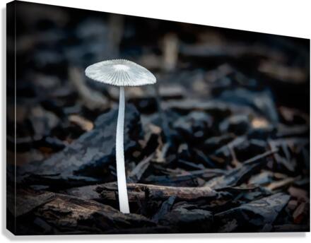 Parasol Mushroom Canvas Print