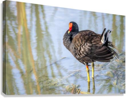 Common Gallinule Looking Fluffy Canvas Print