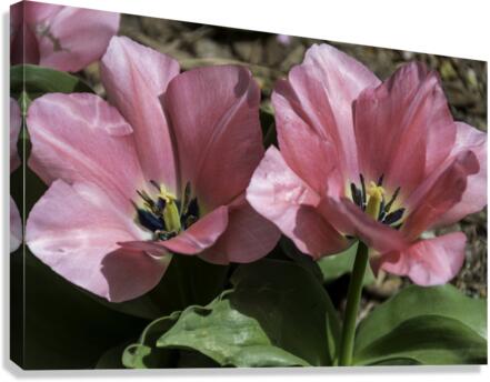 Double Pink Tulips Canvas Print