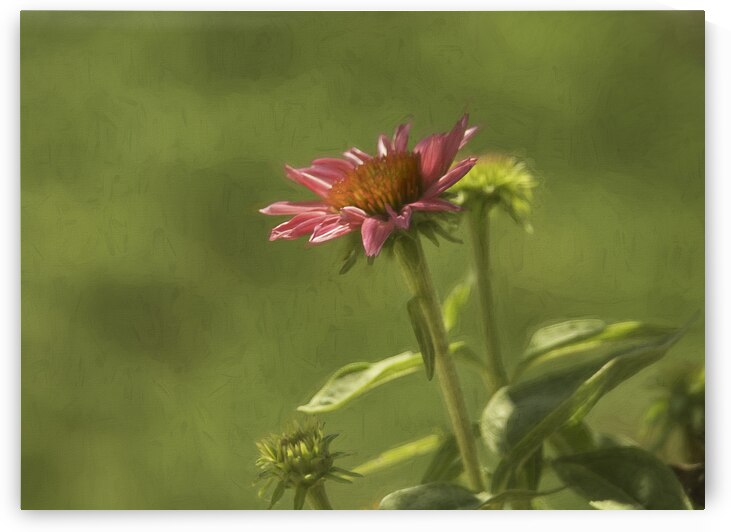 Wild Berry Coneflower by Debra Martz Photography