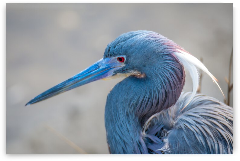 Tri colored Heron Portrait by Debra Martz Photography
