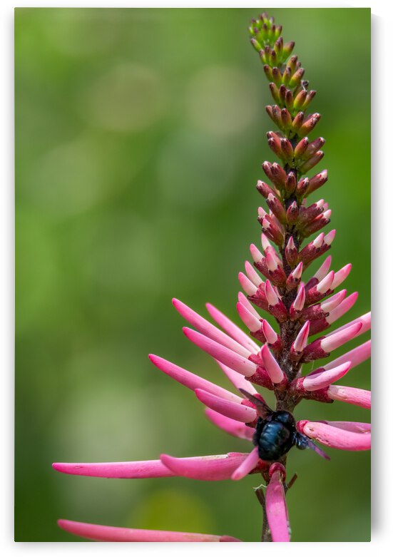 Bee Loving Coral Bean Bloom by Debra Martz Photography