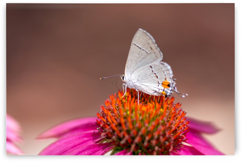 Gray Hairstreak Butterfly on Wild Berry Coneflower by Debra Martz Photography