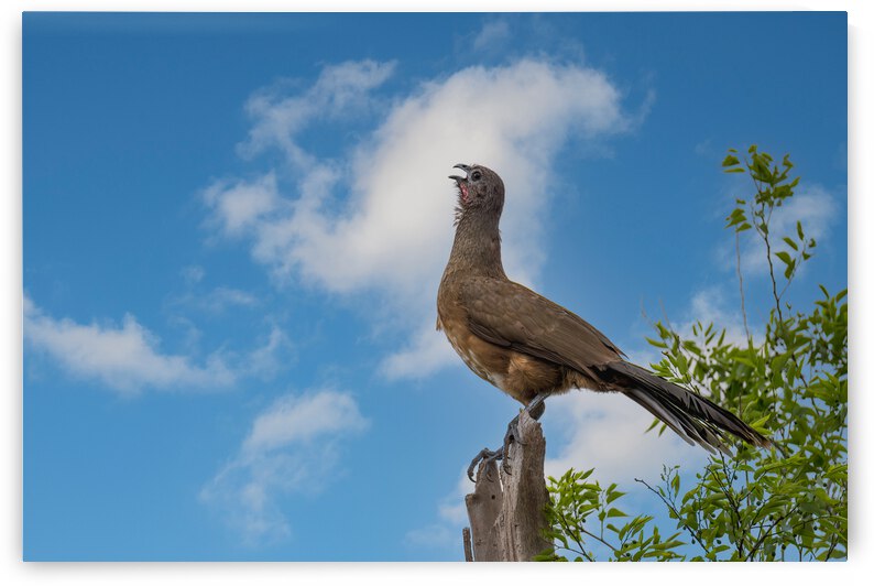Plain Chachalaca Calling From High by Debra Martz Photography