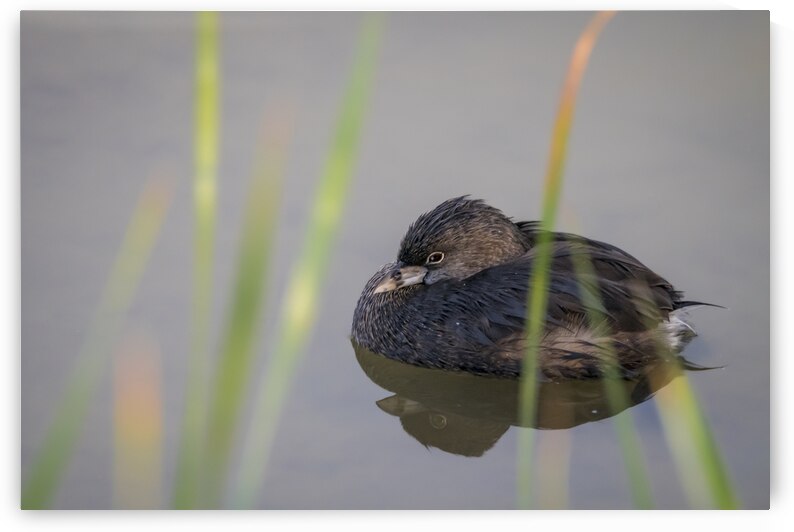 Pie-billed Grebe at Rest by the Reeds by Debra Martz Photography