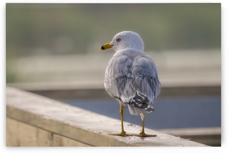 Ring-billed Gull Handrail Walker by Debra Martz Photography