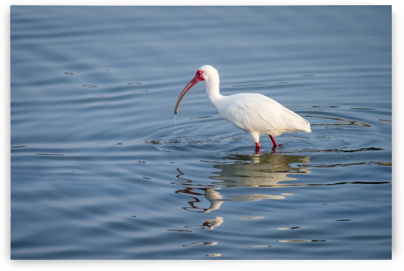 White Ibis Foraging In the Wetlands by Debra Martz Photography