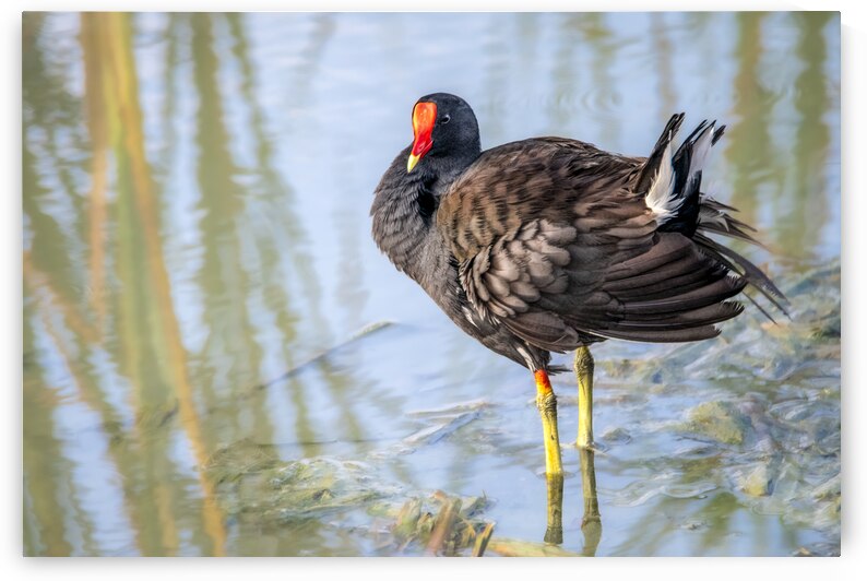 Common Gallinule Looking Fluffy by Debra Martz Photography