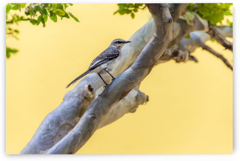 Tropical Mockingbird in Punda Curacao  by Debra Martz Photography