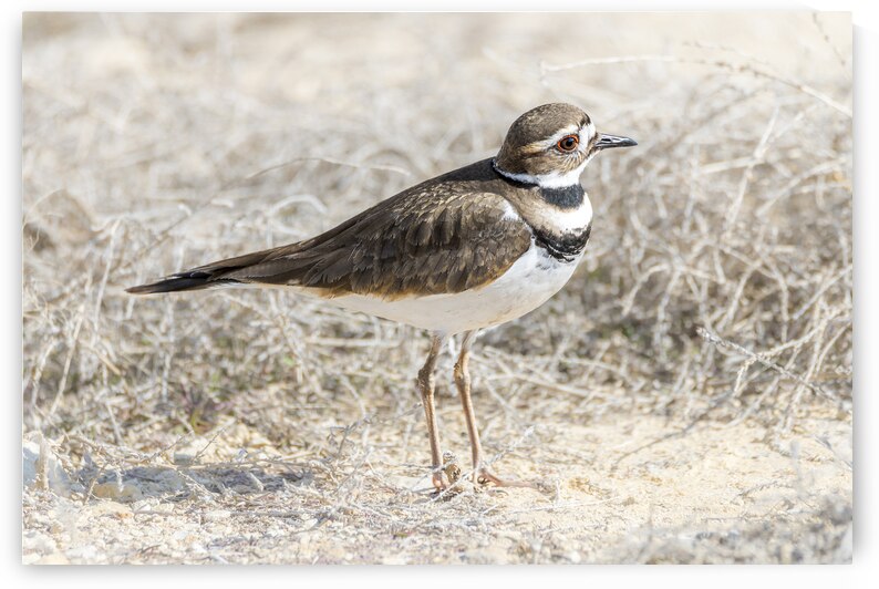 Single Killdeer by Debra Martz Photography