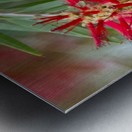 Weeping Bottlebrush Bloom Metal print