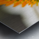 White Coneflower Macro Metal print