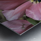 Double Pink Tulips Metal print