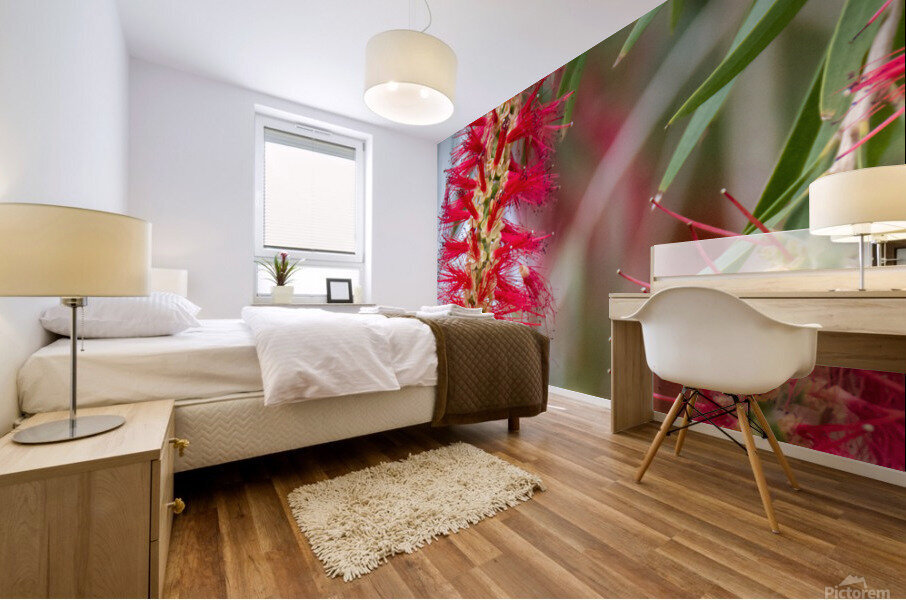 Weeping Bottlebrush Bloom Mural print
